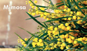 EAUX FRAÎCHES   Yves Rocher Mimosa10