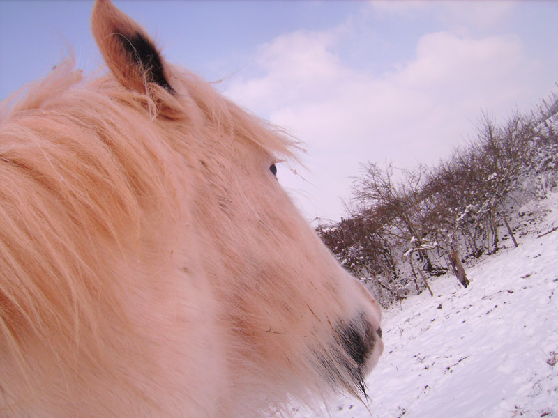 Les Plus belle photos de chevaux ! Redif12