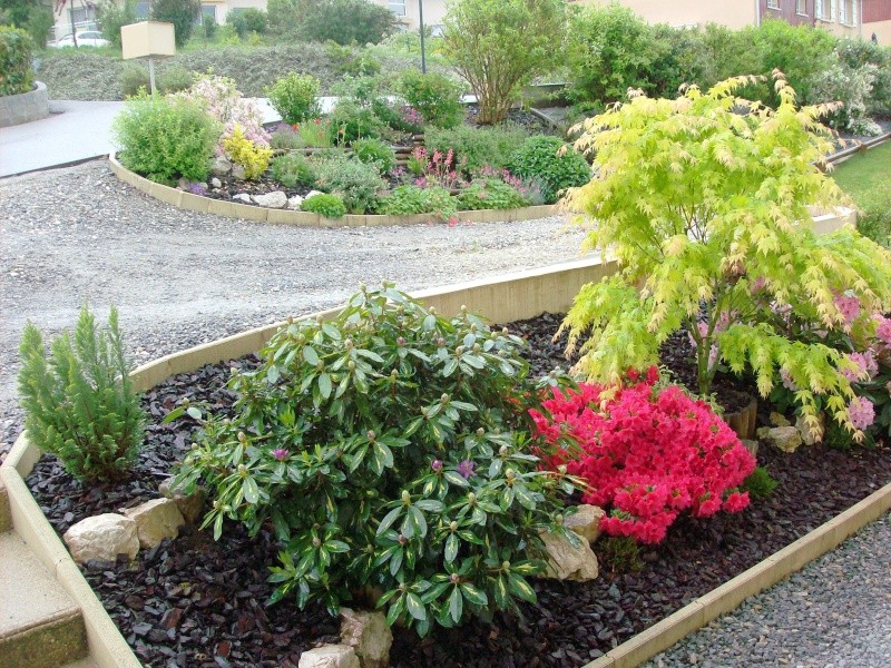 Sos pour mon Rhododendron Devant11