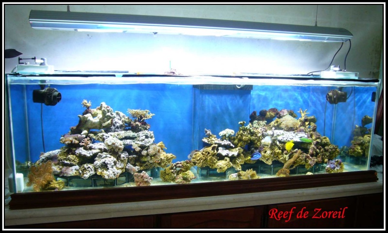 Reef de Zoreil Zor-ba14