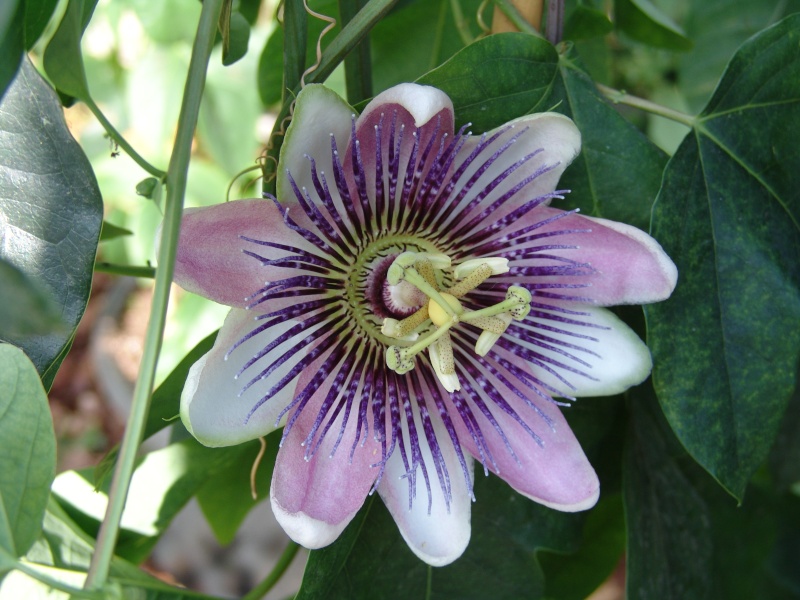 une merveille (Passiflora caerulea) Courso10