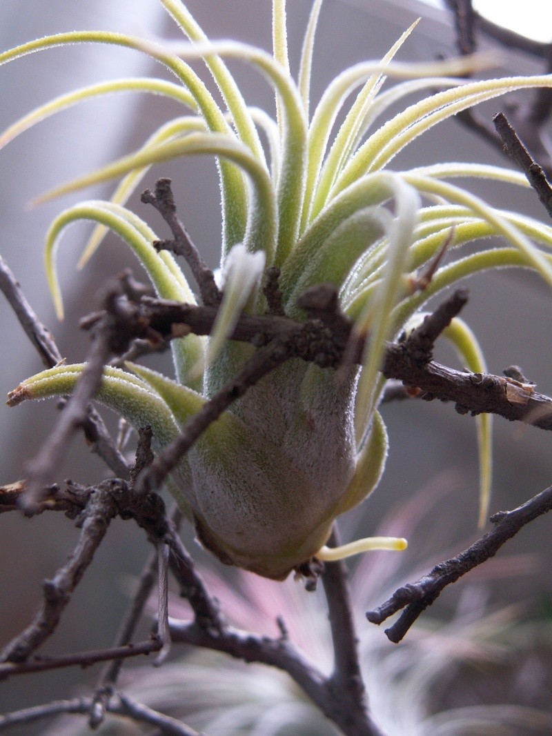 mes tillandsias de chez Alexandre Import Nature - Page 2 Mai_2026