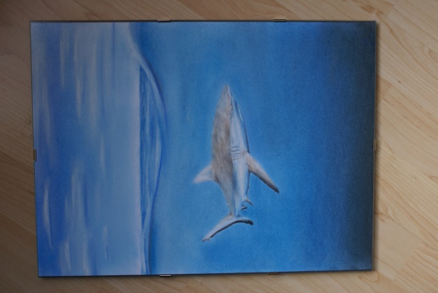 Requin (crayons de couleur/pastels) Dsc01313