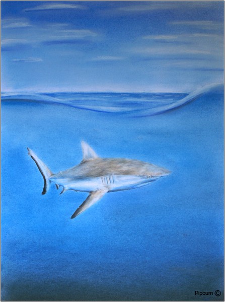 Requin (crayons de couleur/pastels) Requin10