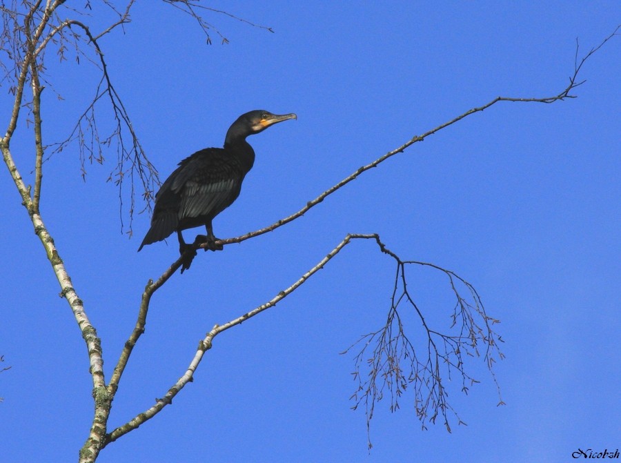 Cormaran Oiseau11