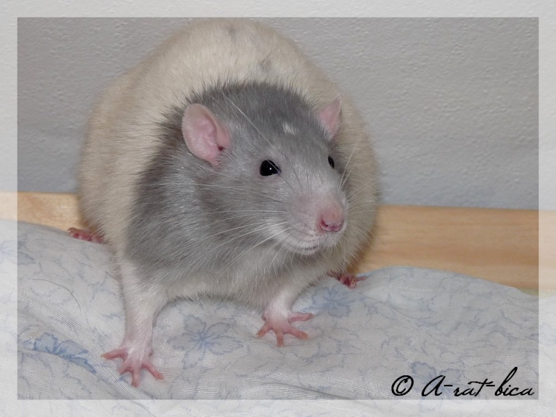 6 adorables rats à adopter (67) URGENT. P1040810