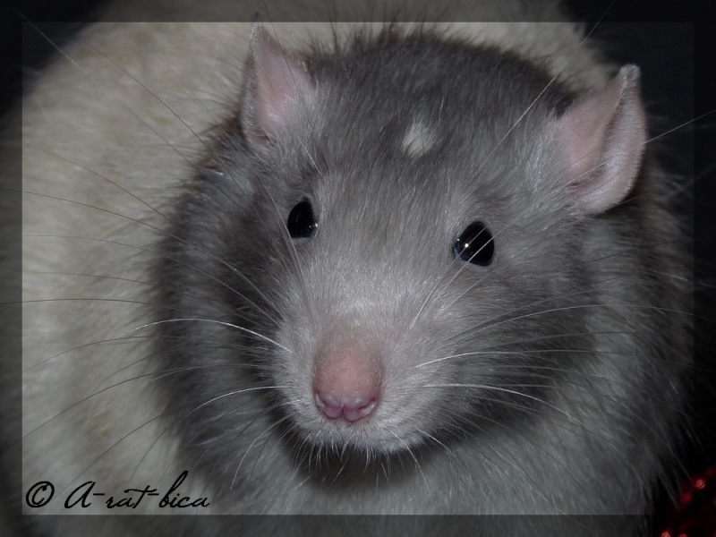 6 adorables rats à adopter (67) URGENT. P1040818