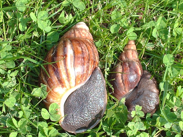 Achatina fulica et archachatina marginata Image308