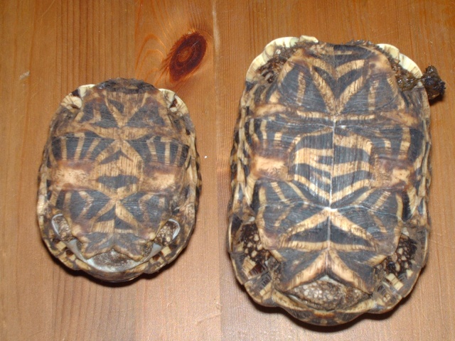 tortues étoilées d'Inde, mâle ou femelle? - Page 2 Image512