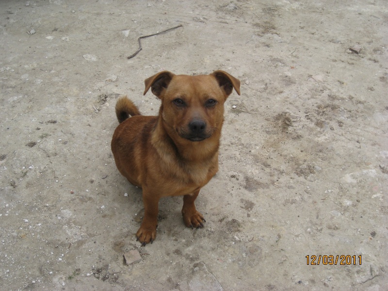 Timi, petit crois, 2 ans, Asso l'Arche d'ternit (77) Timi_a10