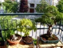 Dove coltiviamo i nostri bonsai Foto_m10
