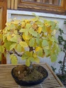 Dove coltiviamo i nostri bonsai Novemb10