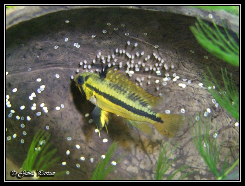 Apisto. cacatuoides VIII (22-03-2010) Dscf0120