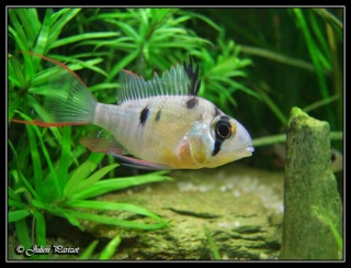 Mikrogeophagus altispinosa (Cichlidé de Bolivie) Dscf3219