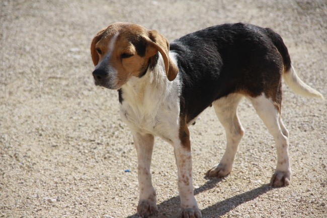 PEPETTE, beagle femelle, 2 ans (46) Img_5833