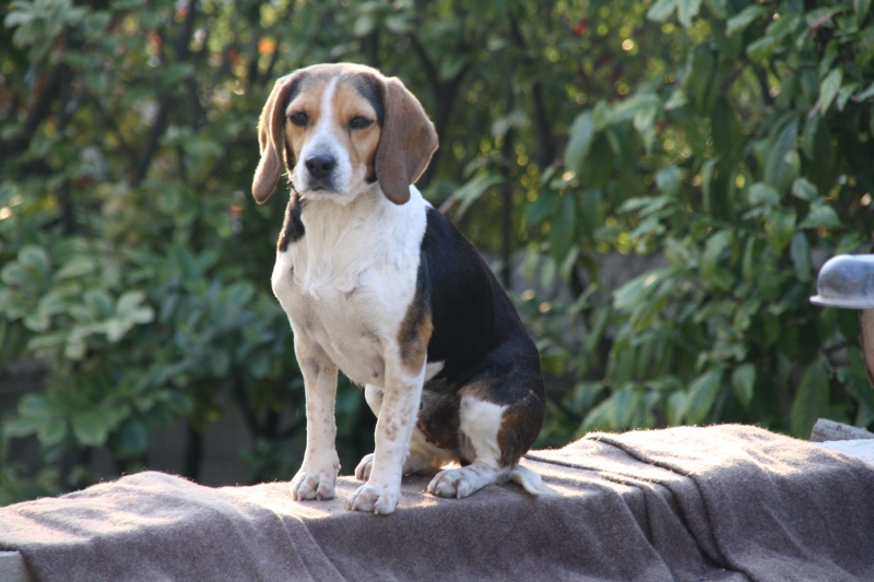 PEPETTE, beagle femelle, 2 ans (46) Img_6211