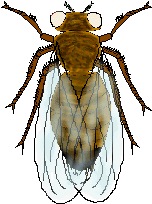 élevage de mouche drosophile  Droswh10