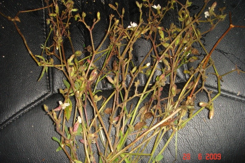 reconaitres cest quelques plantes et graminées Dsc03411