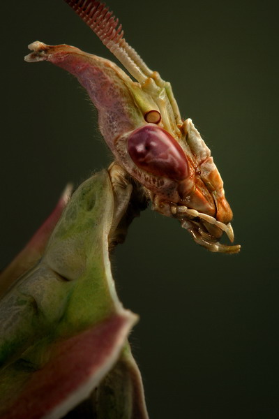 une autre de mes passion grandissante (( les mantes )) Idolom11