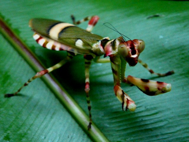 une autre de mes passion grandissante (( les mantes )) Img52010