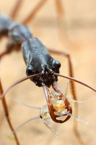 vivarium a fourmis est souche de fourmies  Odonto14