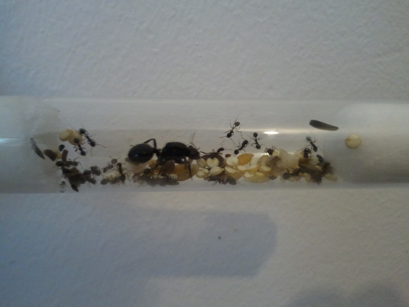 vivarium a fourmis est souche de fourmies  Photo165