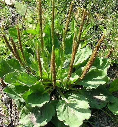 PLANTES, GRAINES , BAIES SAUVAGE . POUR LES OISEAUX DE NOS REGION . Planta11