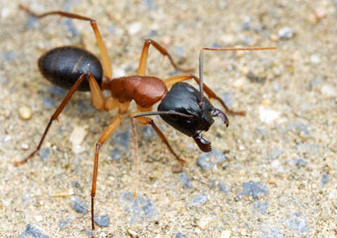 vivarium a fourmis est souche de fourmies