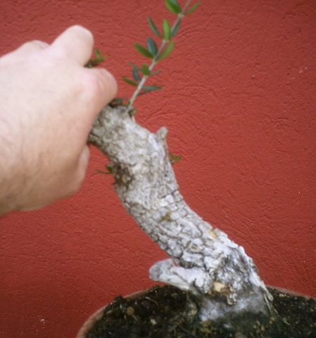 YANALIE, UN FUERTE ABRAZO - Página 3 Bonsai16