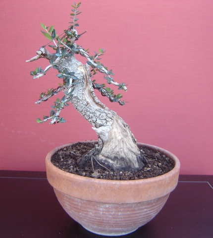 YANALIE, UN FUERTE ABRAZO - Página 3 Bonsai20