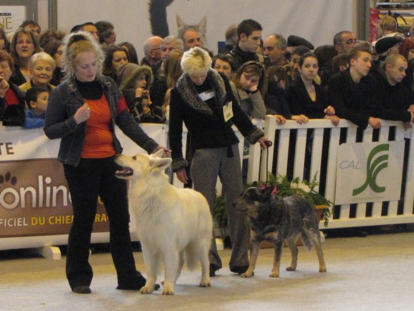 Salon de l'agriculture 2010 - Page 3 Chm06211