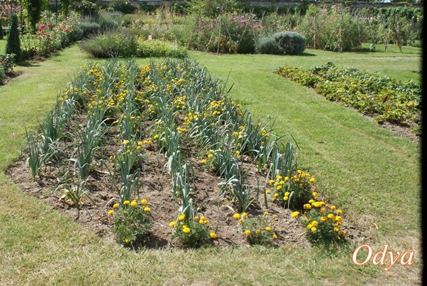 Château de la Bourdaisière 2010_080