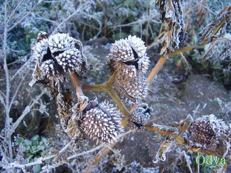 fleurs de givre - Page 2 2010_127