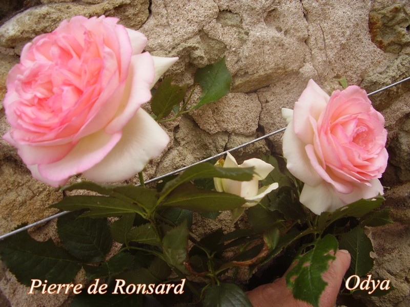 Rosier Eden "Pierre Ronsard" 2010_j37