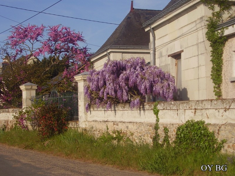 Glycine - Page 8 2010_t10