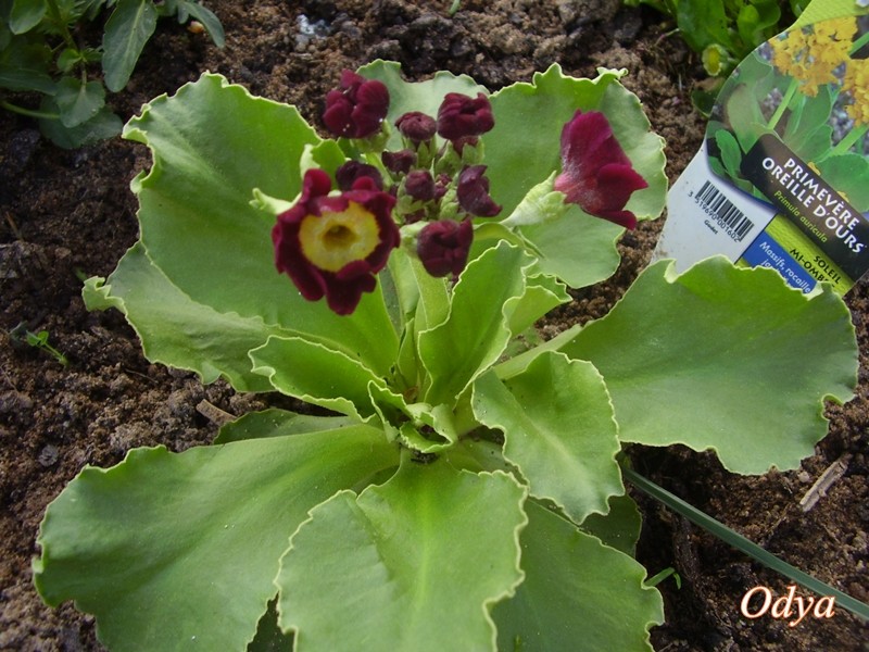 PRIMULA AURICULA  2011_a52