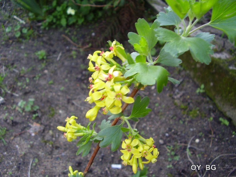 Groseillier à fleurs jaunes : Ribes odoratum P4090112