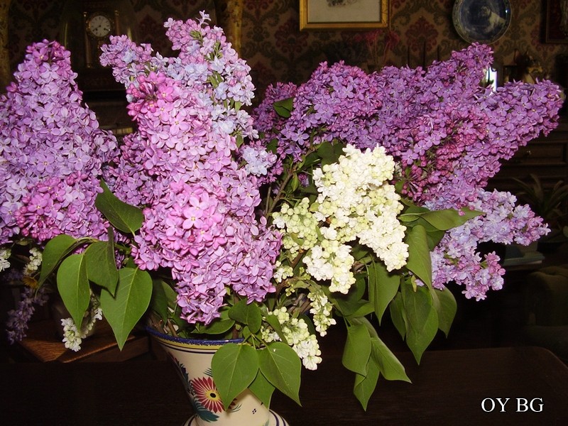 Lilas P4280010