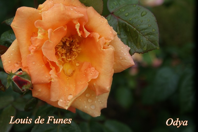 Roses et rosiers 2017  - Page 8 Parc_f42