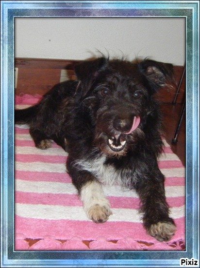 EMIR chien type Griffon 5 ans (92) (LTT2C) 16784610