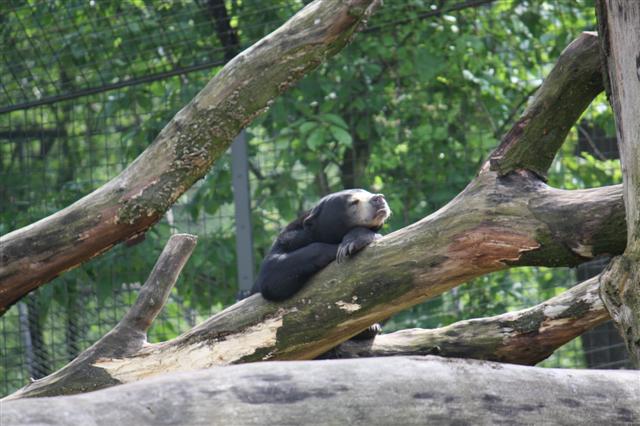 Burgerszoo Niederlande Img_2712