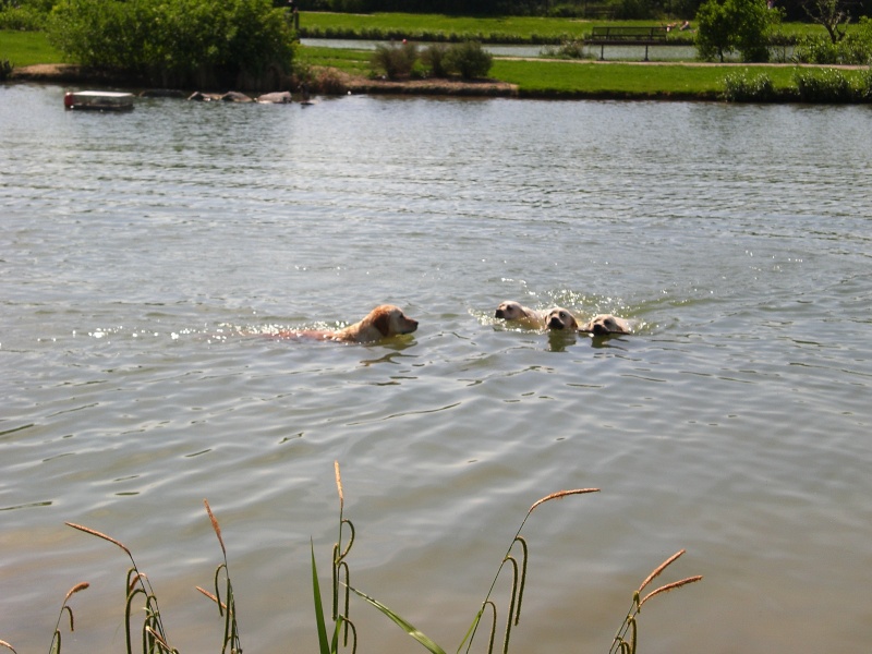 Concours photos "Nos chiens et l'eau..." 0_0_2310