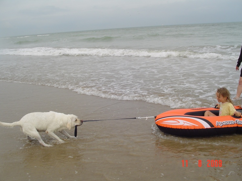 Résultat du concours photos "Nos chiens et l'eau..." - Page 3 Calais10