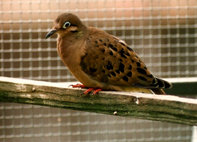 Tourterelle des Galapagos (Z. galapagoensis). Galapa10