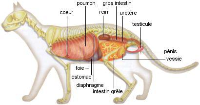 Anatomie Du Chat Chats Nimo