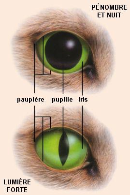 Anatomie Du Chat Chats Nimo