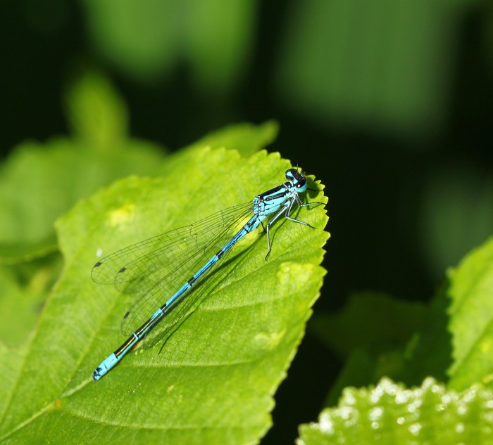 Demoiselle (lac de condette) Img_3811