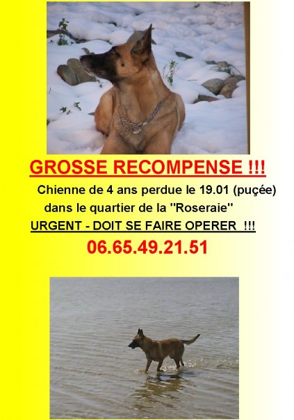 perdue Malinois femelle à Toulouse (quartier roseraie), depuis le 19.01.10 18744_10