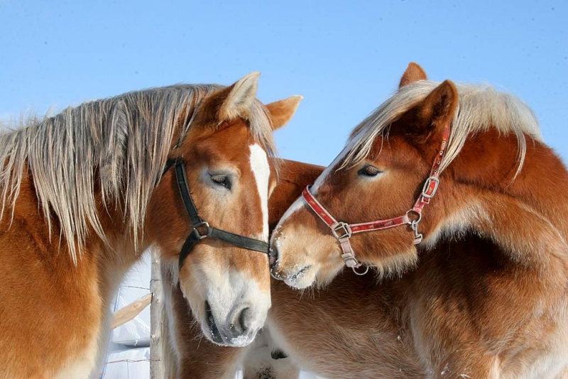 De si beaux chevaux (Canada) 28janv13