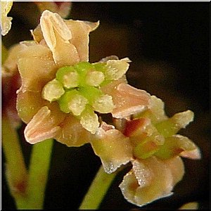 La toute première fleur du monde : Amborella trichopoda ?!  Ambore10